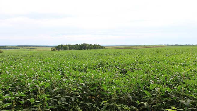 Soybean Production Base